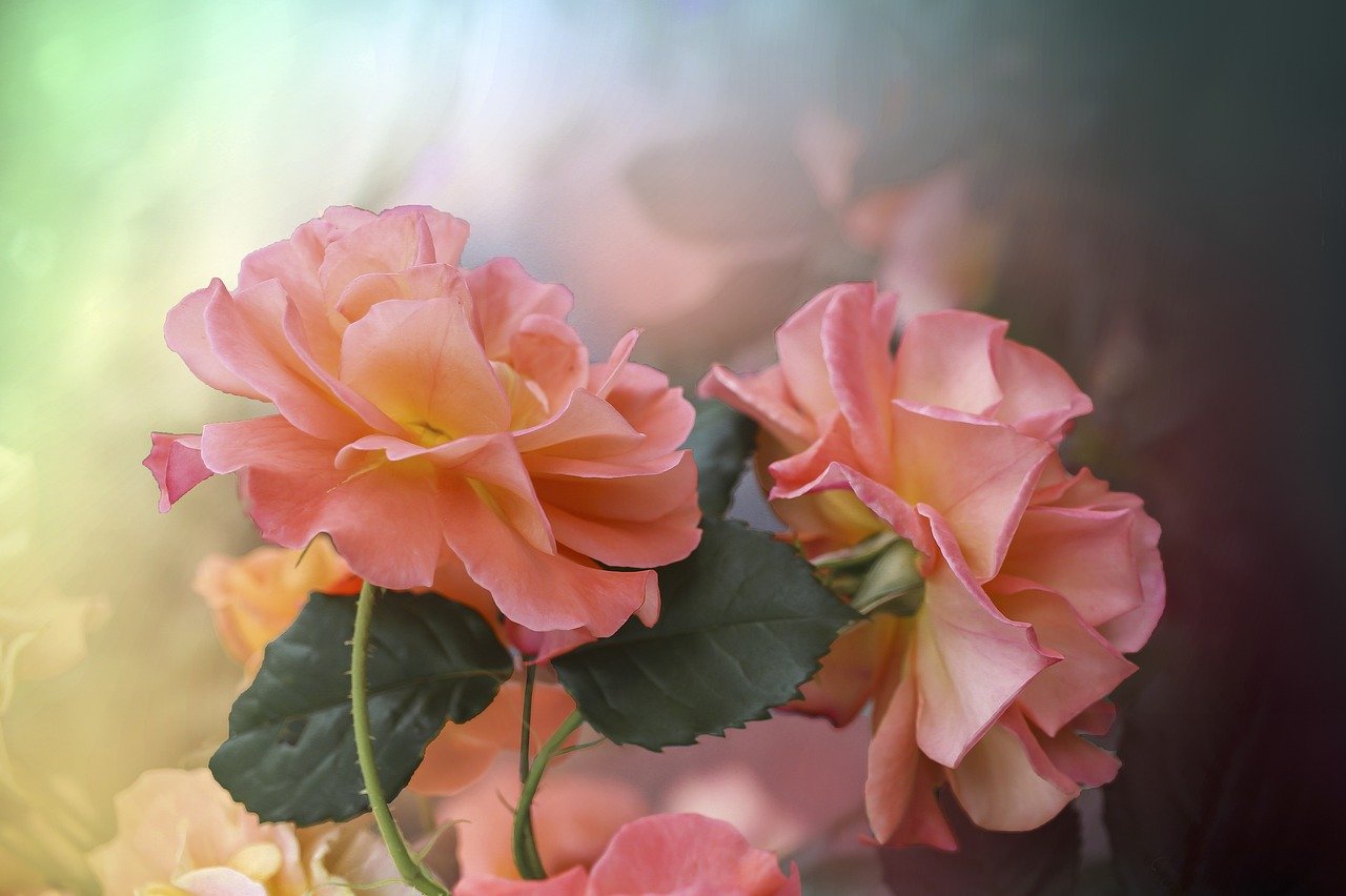 flowers, roses, petals